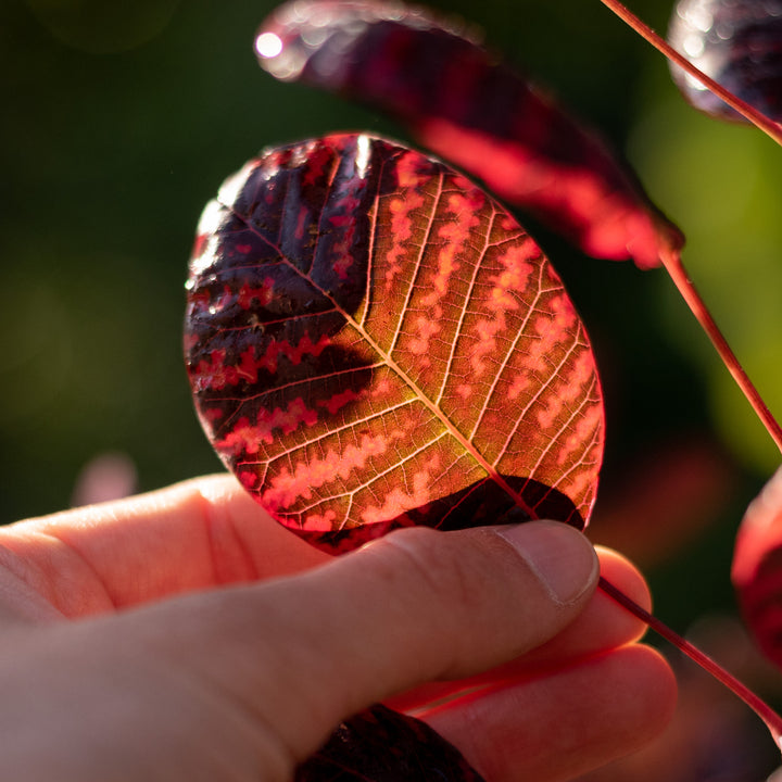 Dunkelrotes Blatt Perückenkrauts gegen das Licht, feinen Blattadern leuchten