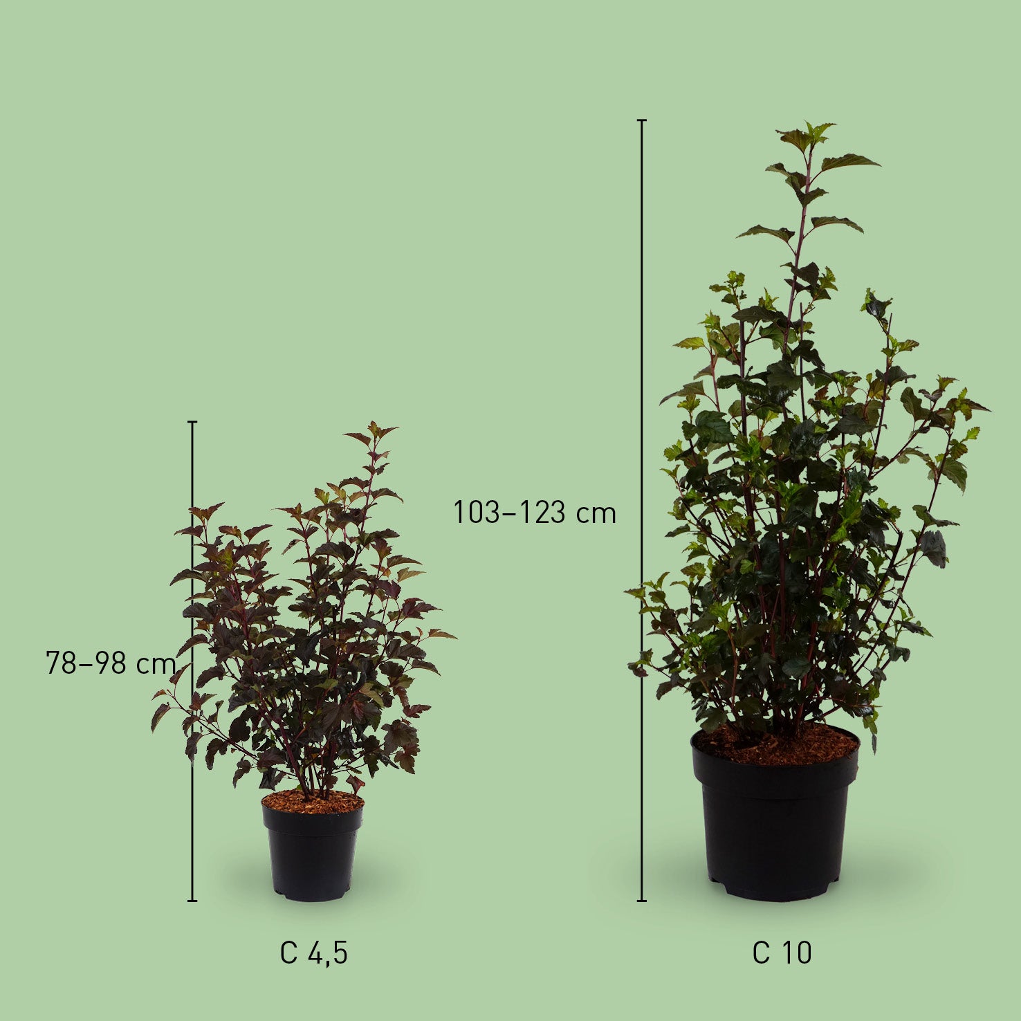 Dunkelrote Blasenspiere 'Diabolo'®