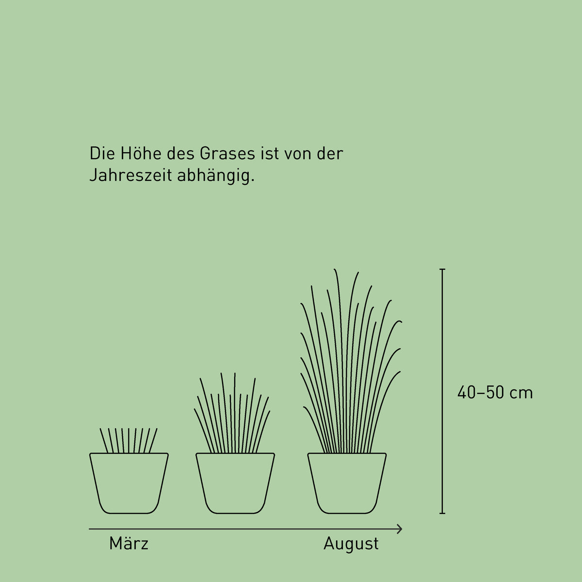 Darstellung Höhe des Lampenputzergrases von Jahreszeit abhängig