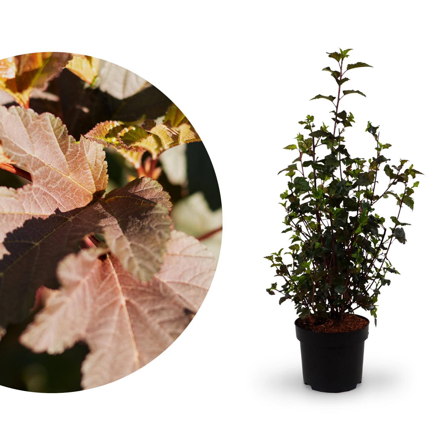 Dunkelrote Blasenspiere 'Diabolo'®