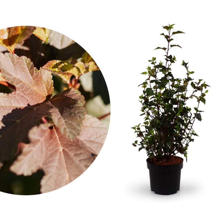 Dunkelrote Blasenspiere 'Diabolo'®