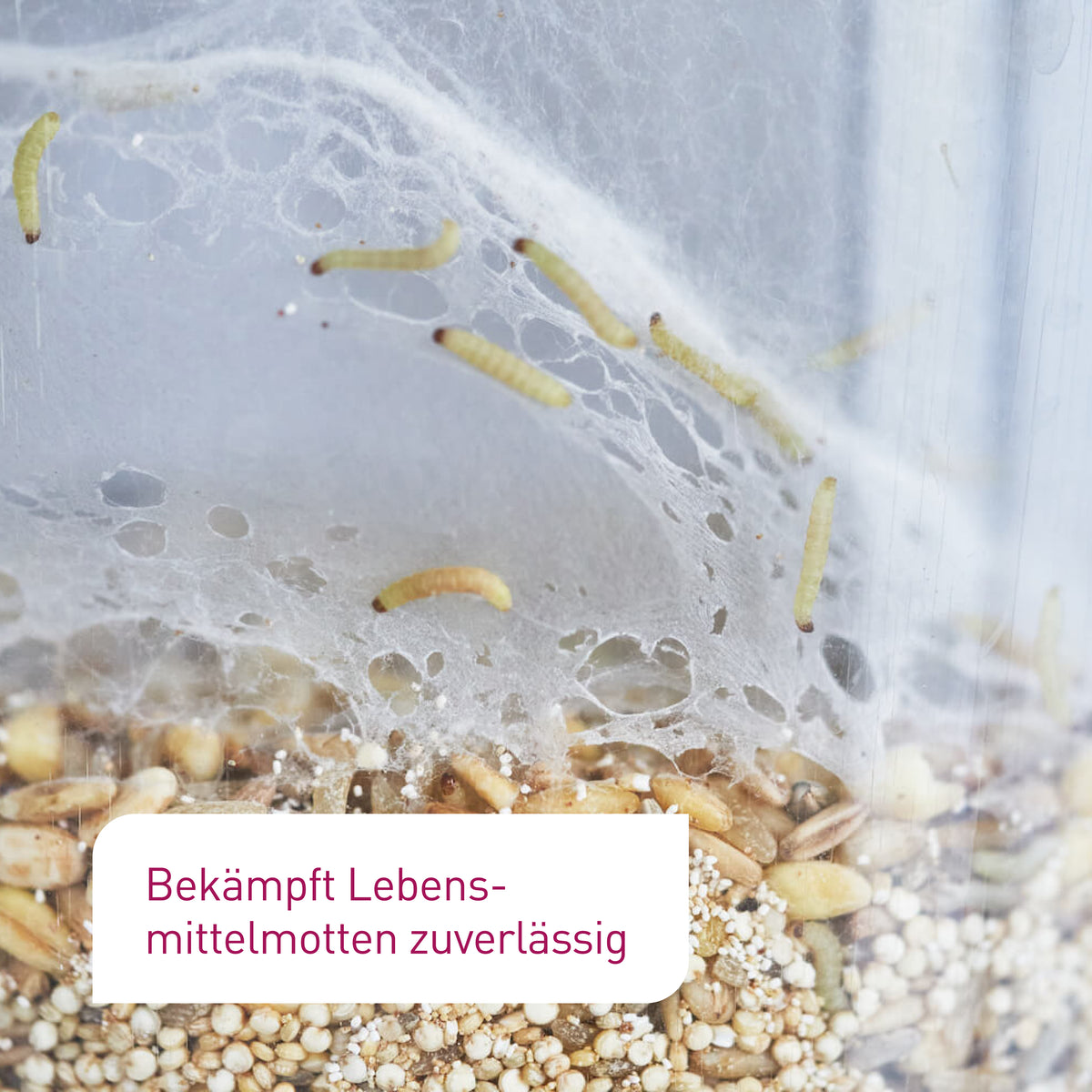 Schlupfwespen gegen Lebensmittelmotten