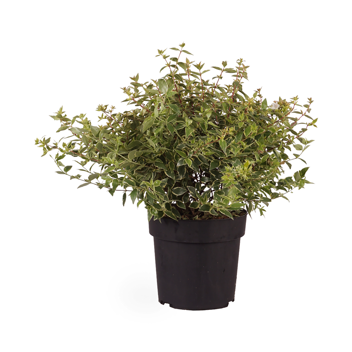 Abelia grandiflora 'Jelly Beans'®