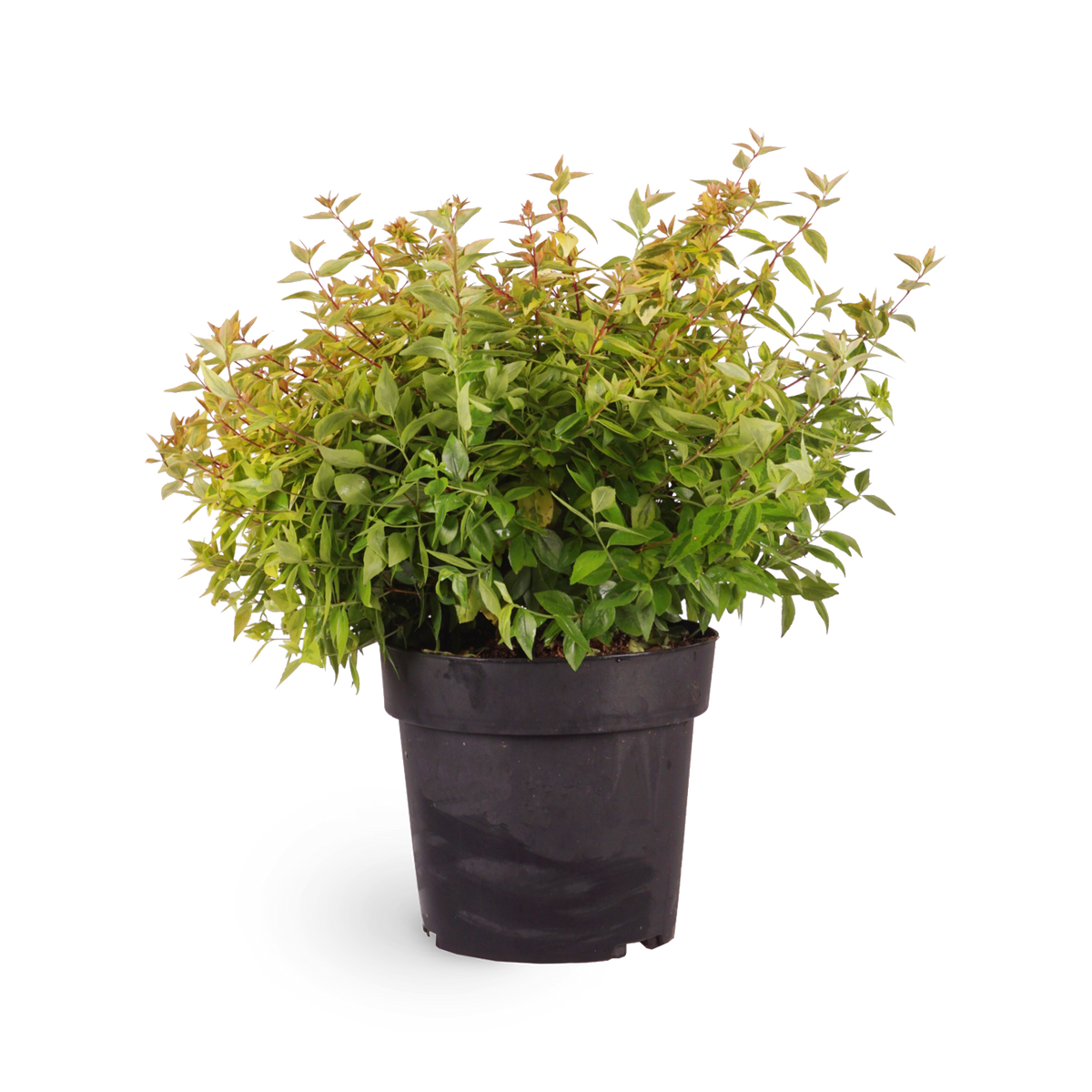 Abelia grandiflora 'Kaleidoscope'®