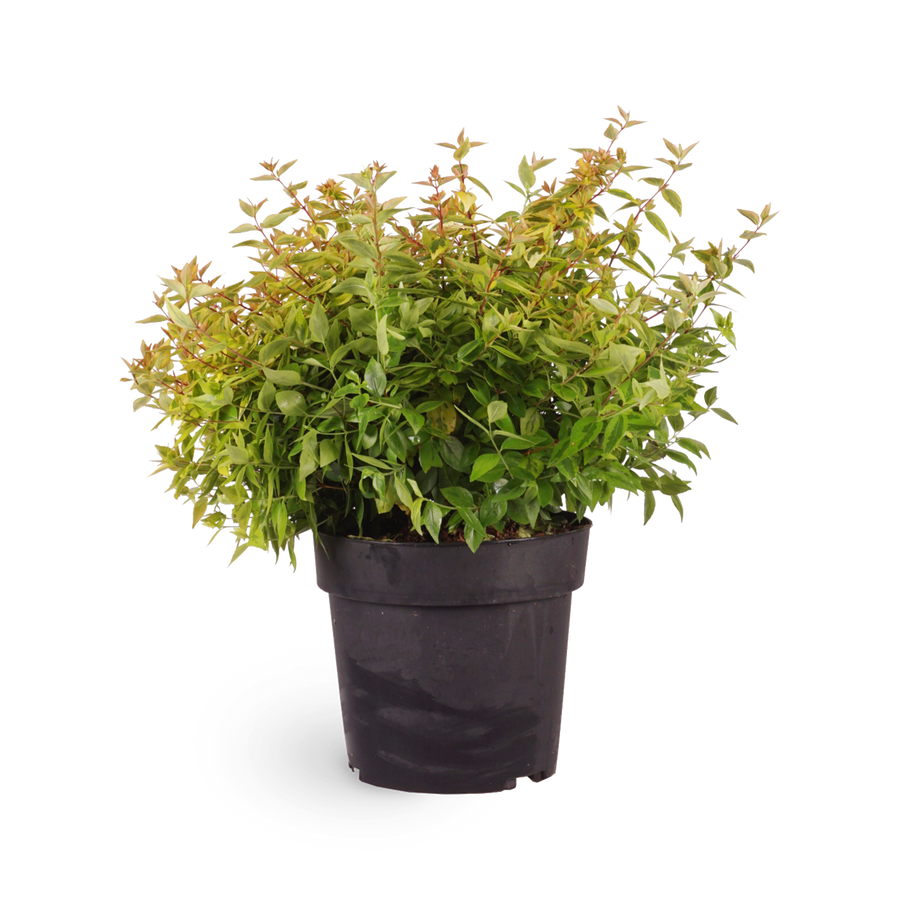 Abelia grandiflora 'Kaleidoscope'®