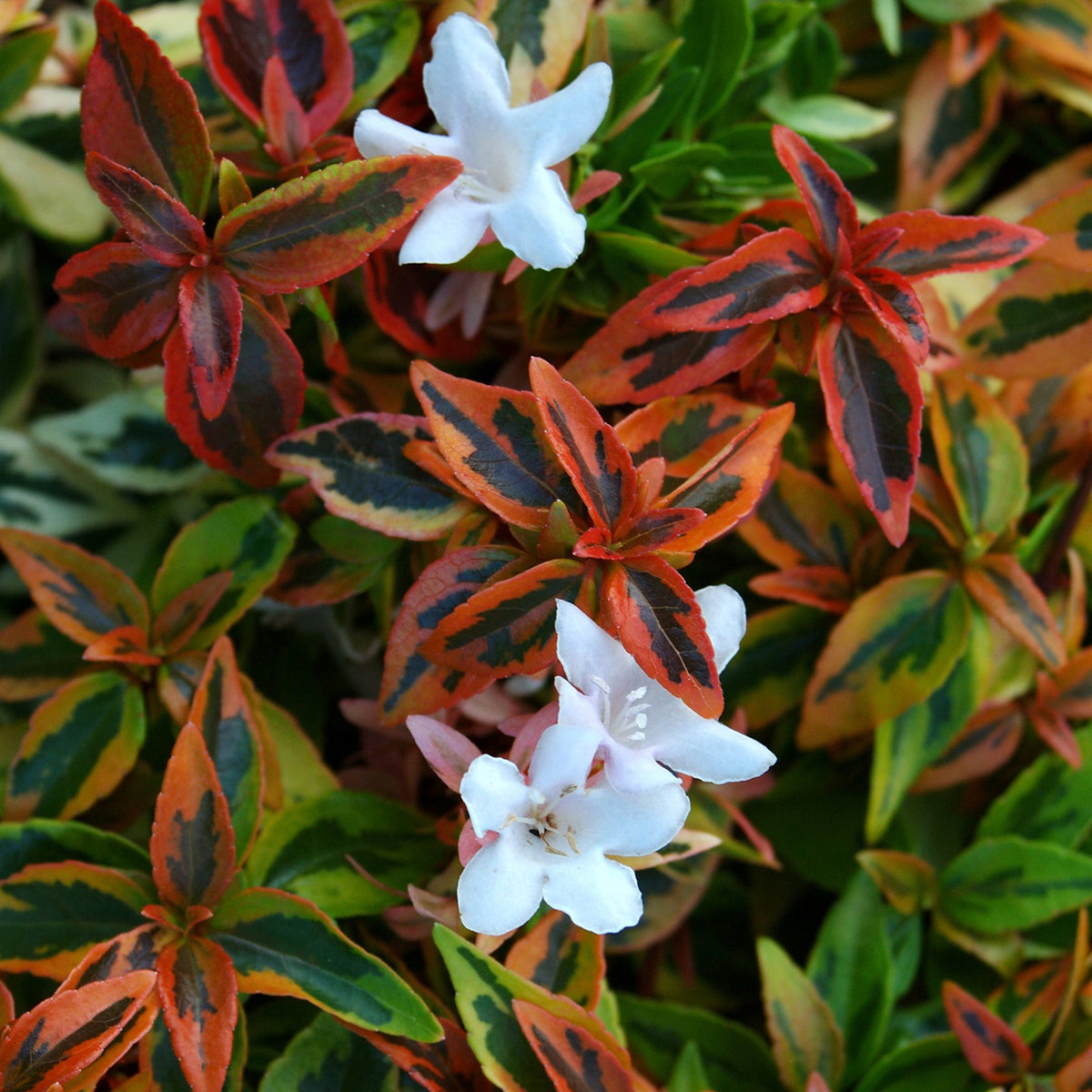Abelia grandiflora 'Kaleidoscope'®