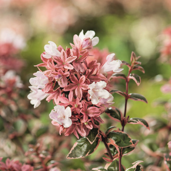 Abelia grandiflora 'Magic Daydream'®