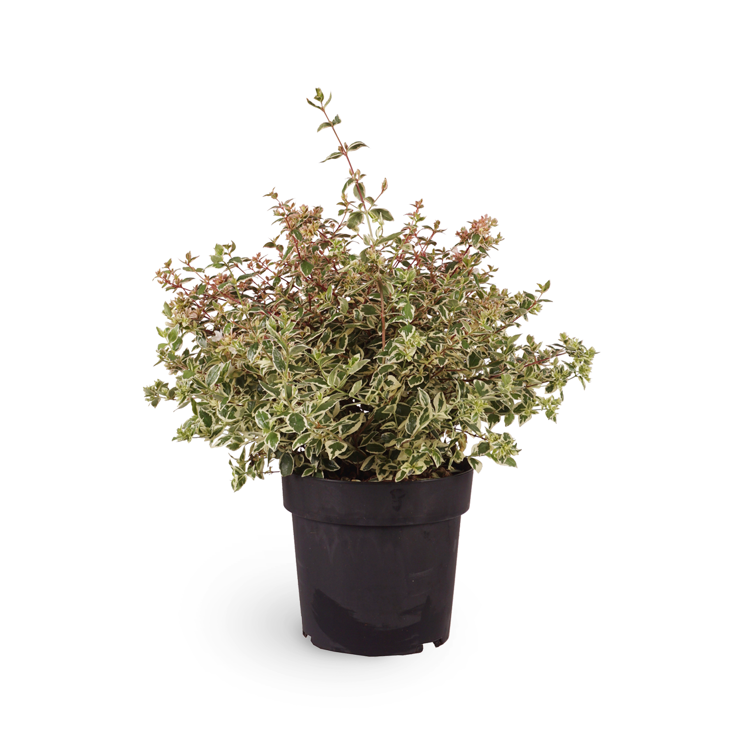 Abelie Magic Daydream® - Outdoor Blühpflanze Abelia für Garten & Terrasse