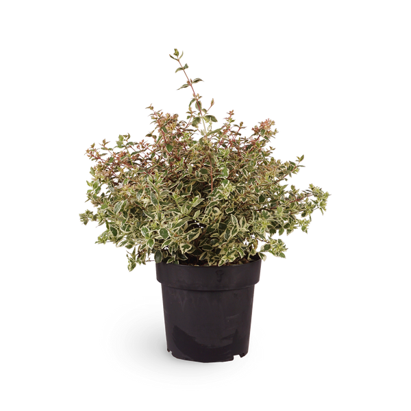 Abelie Magic Daydream® - Outdoor Blühpflanze Abelia für Garten & Terrasse