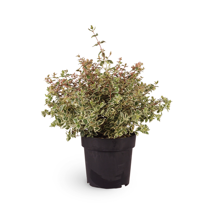 Abelie Magic Daydream® - Outdoor Blühpflanze Abelia für Garten & Terrasse