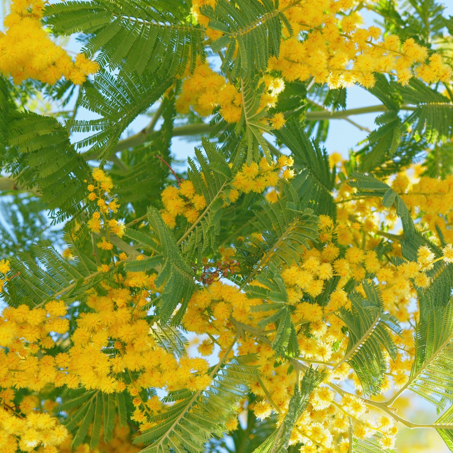 Gelbe Mimose 'Gaulois' mit Blüten