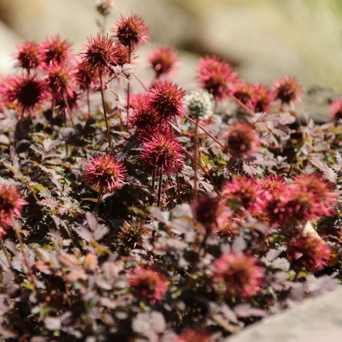 Acaena microphylla 'Kupferteppich'
