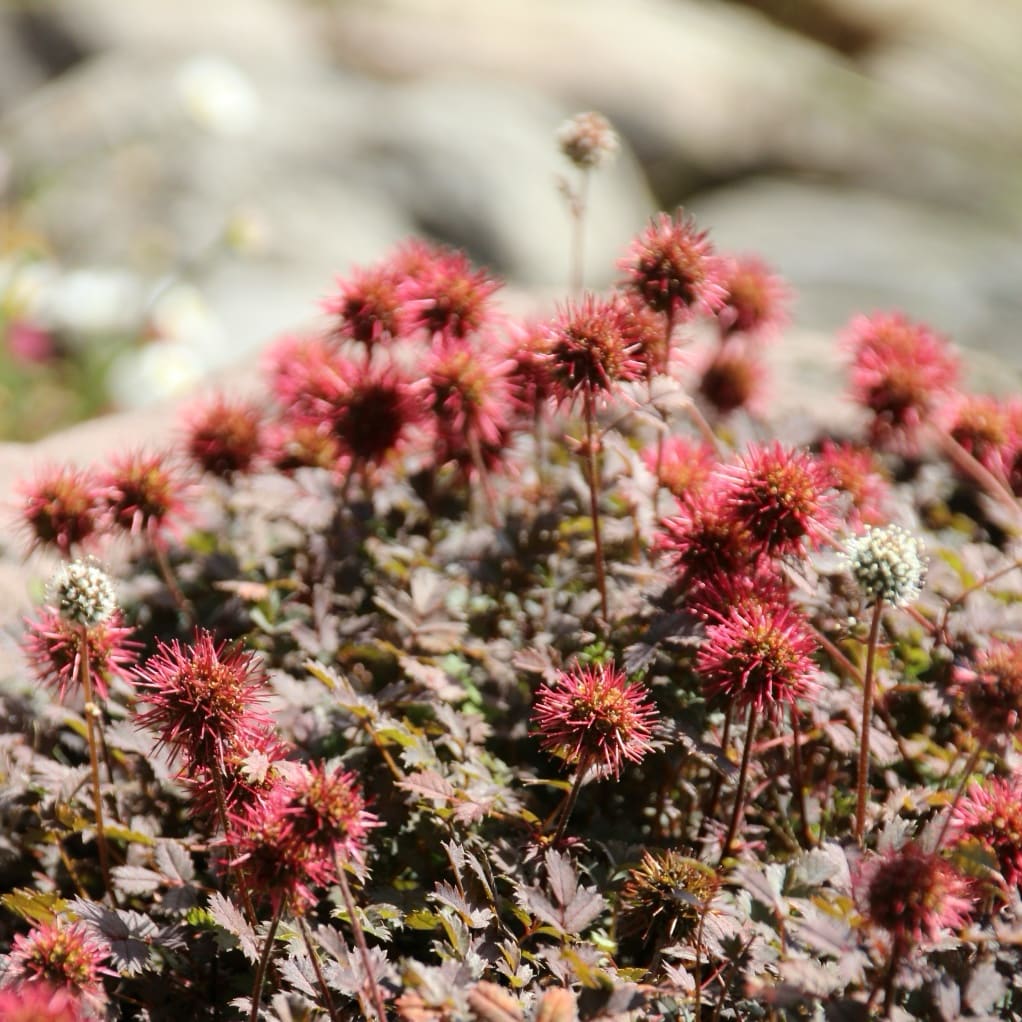 Acaena microphylla 'Kupferteppich'