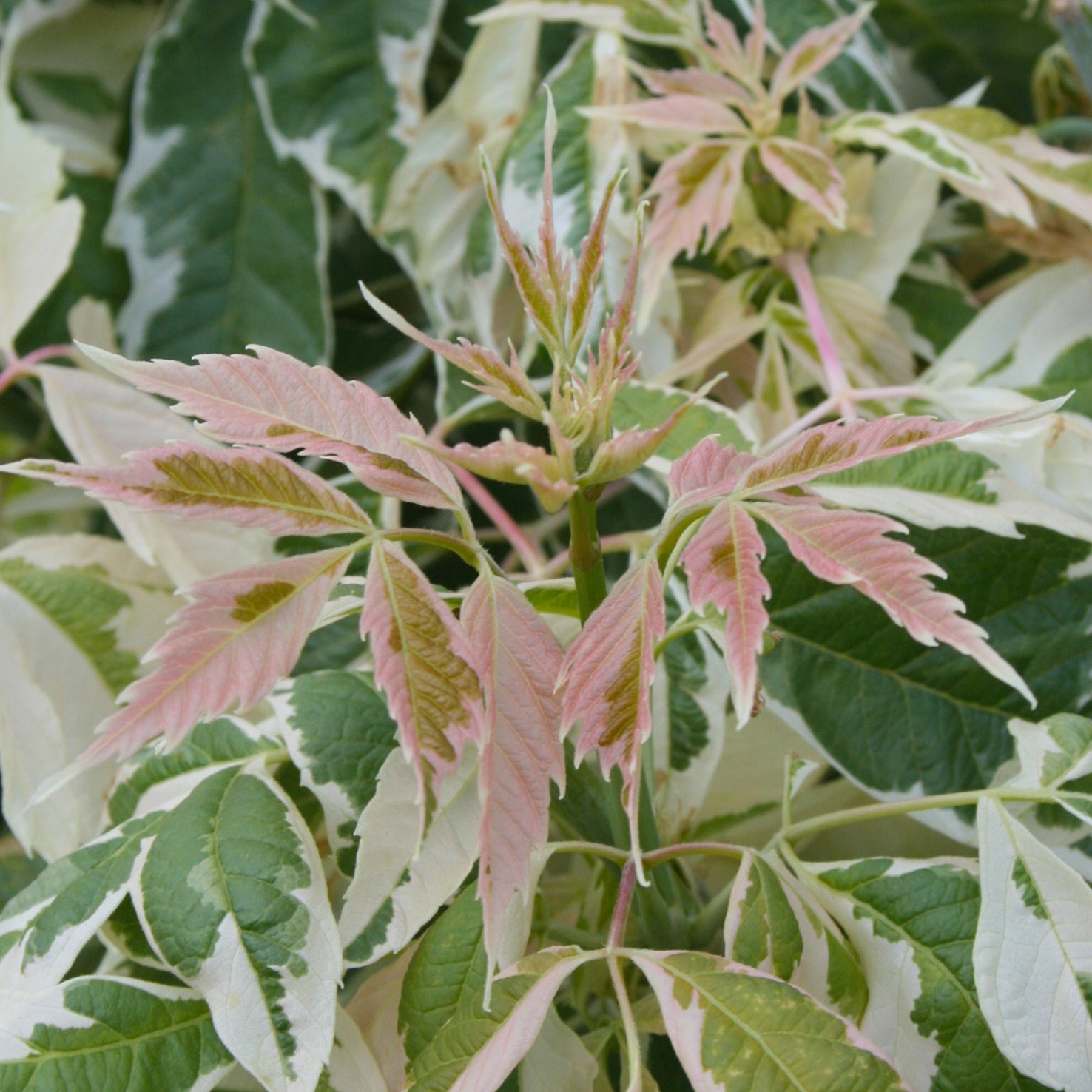 Acer negundo 'Flamingo'