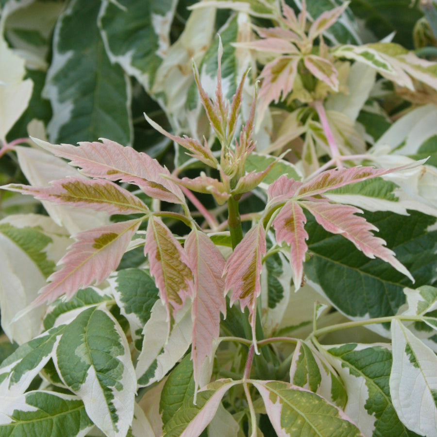 Acer negundo 'Flamingo'