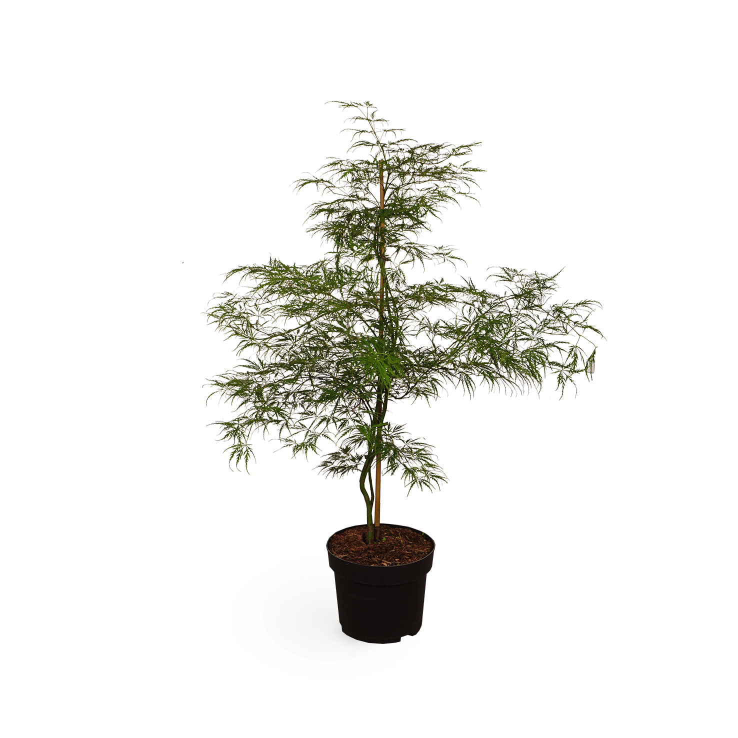 Acer palmatum 'Dissectum Viridis'