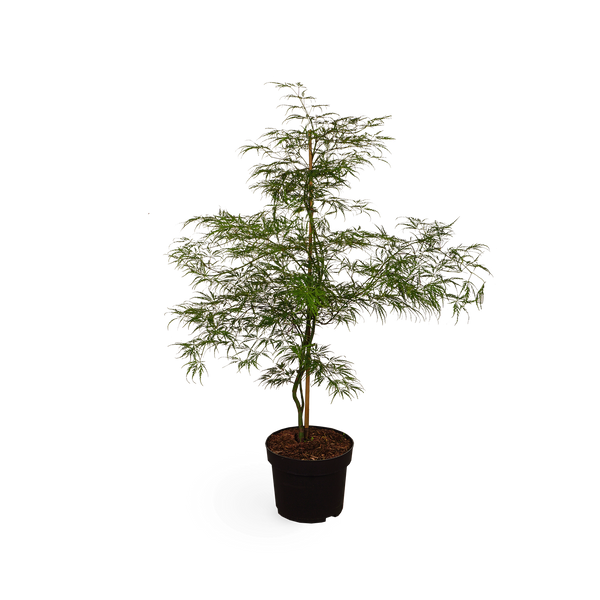 Acer palmatum 'Dissectum Viridis'