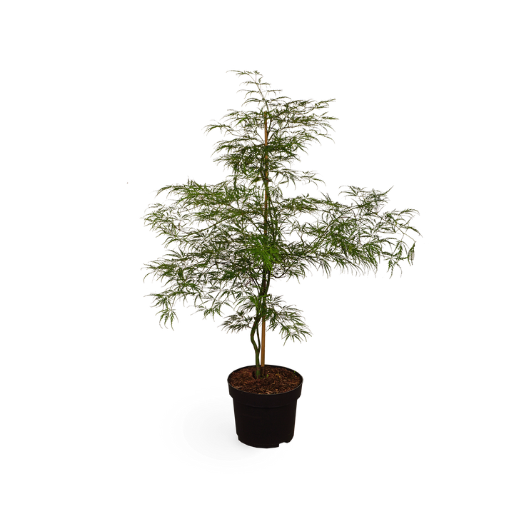 Acer palmatum 'Dissectum Viridis'