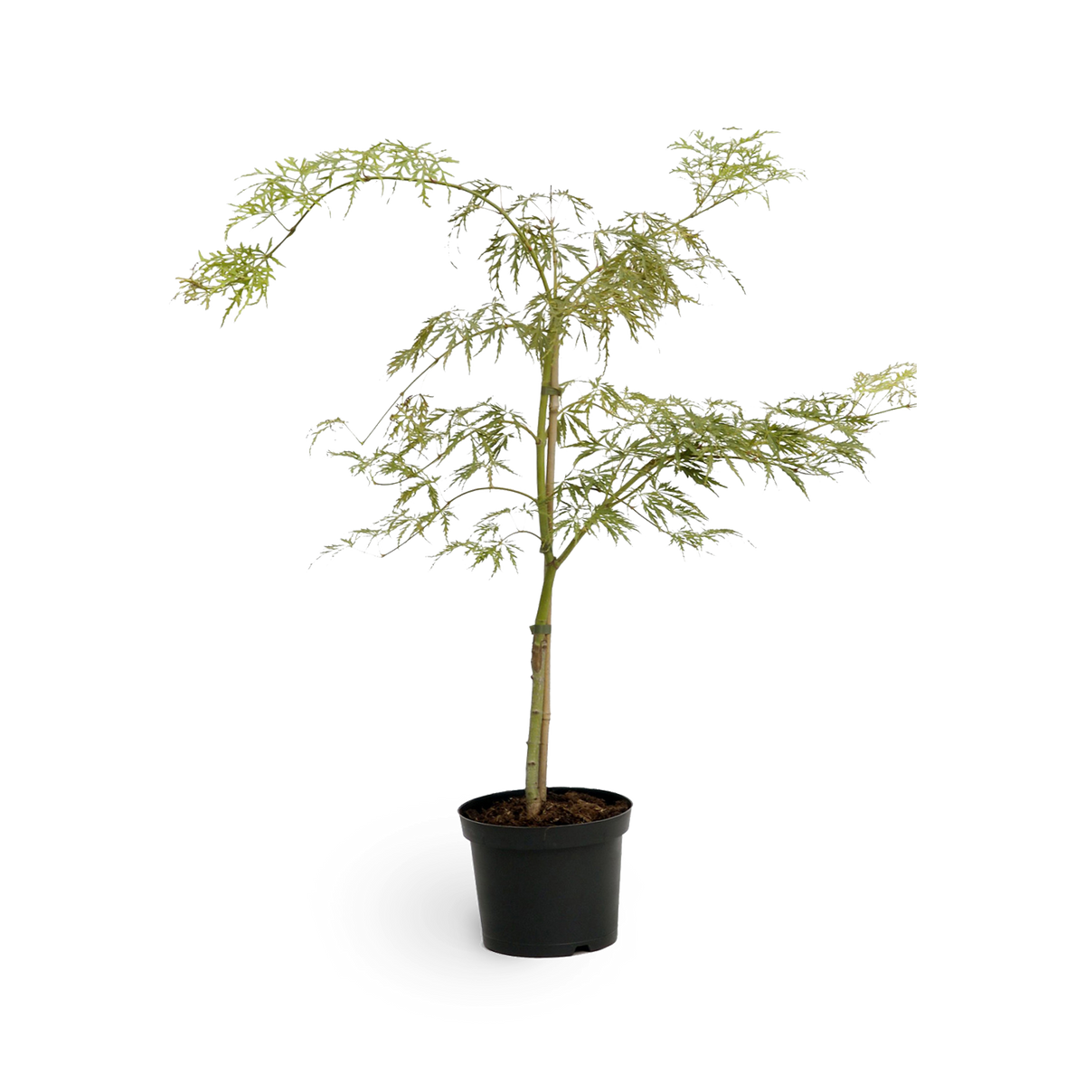 Acer palmatum 'Dissectum Viridis'