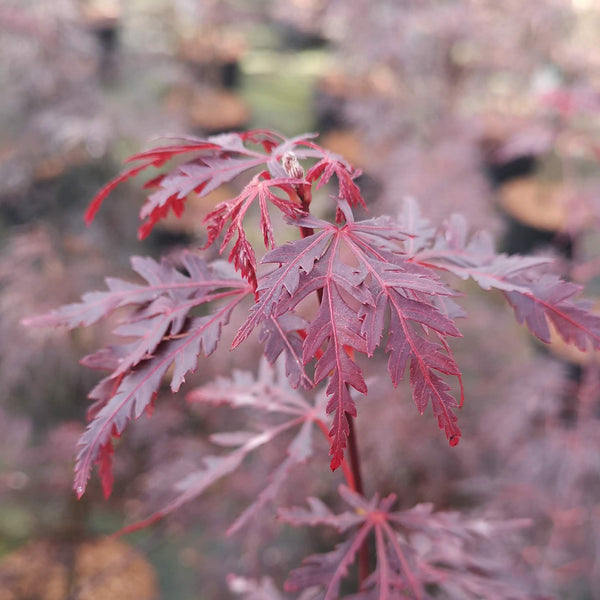 Acer palmatum 'Firecracker'®