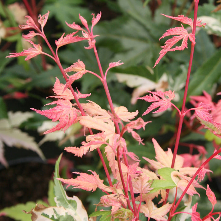 Acer palmatum 'Oridono-nishiki'