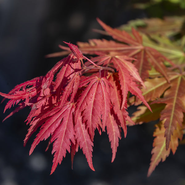 Acer pseudosieboldianum 'North Wind'®