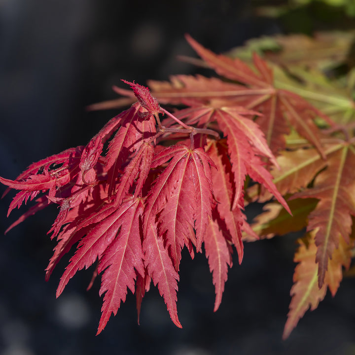 Acer pseudosieboldianum 'North Wind'®