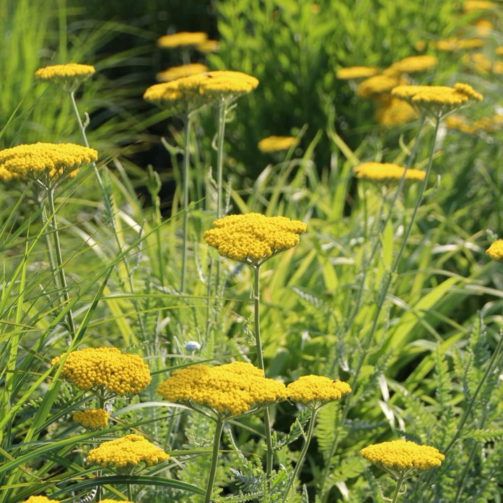 Achillea filipendulina 'Coronation Gold'