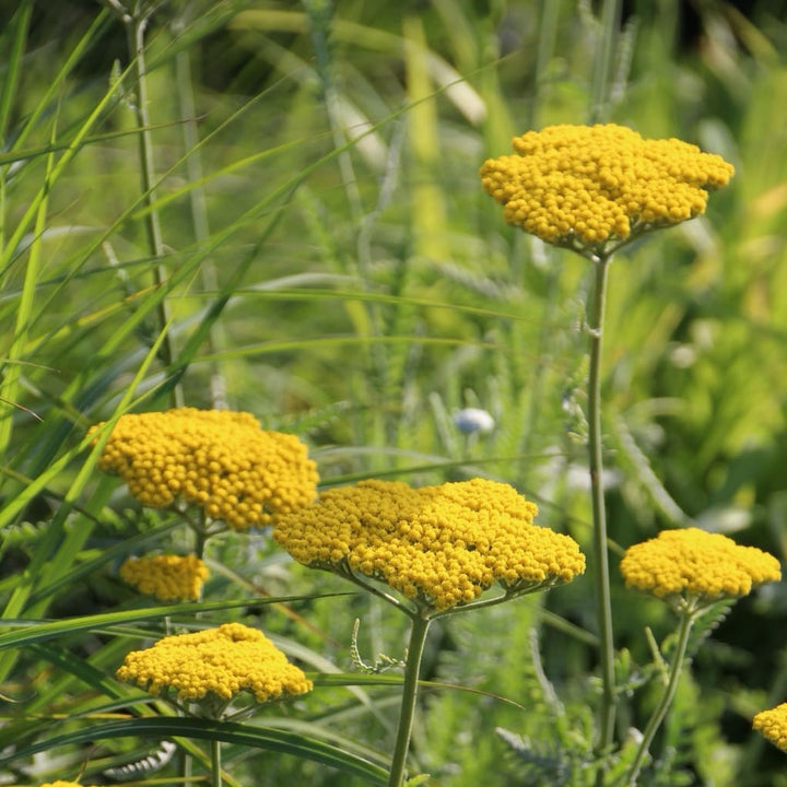Achillea filipendulina 'Coronation Gold'
