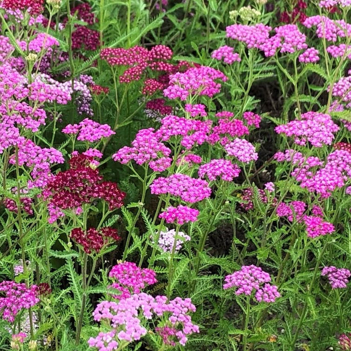 Achillea millefolium 'Cerise Queen'