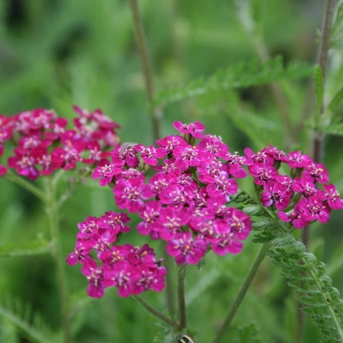 Achillea millefolium 'Cerise Queen'