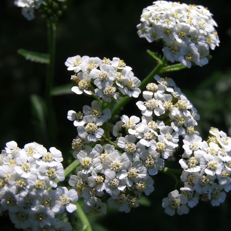 Achillea millefolium