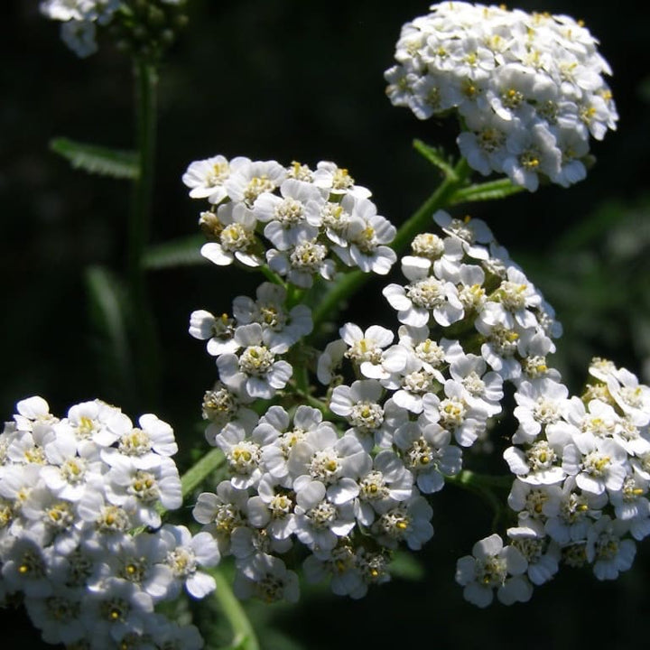 Achillea millefolium