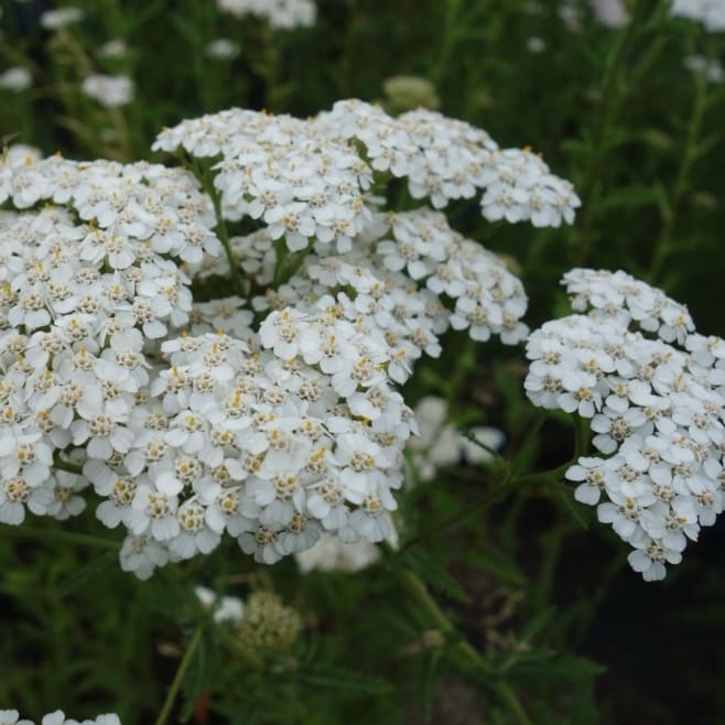 Achillea millefolium