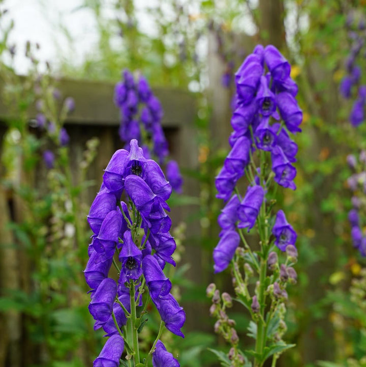Aconitum carmichaelii 'Arendsii'