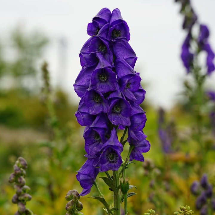 Aconitum carmichaelii 'Arendsii'