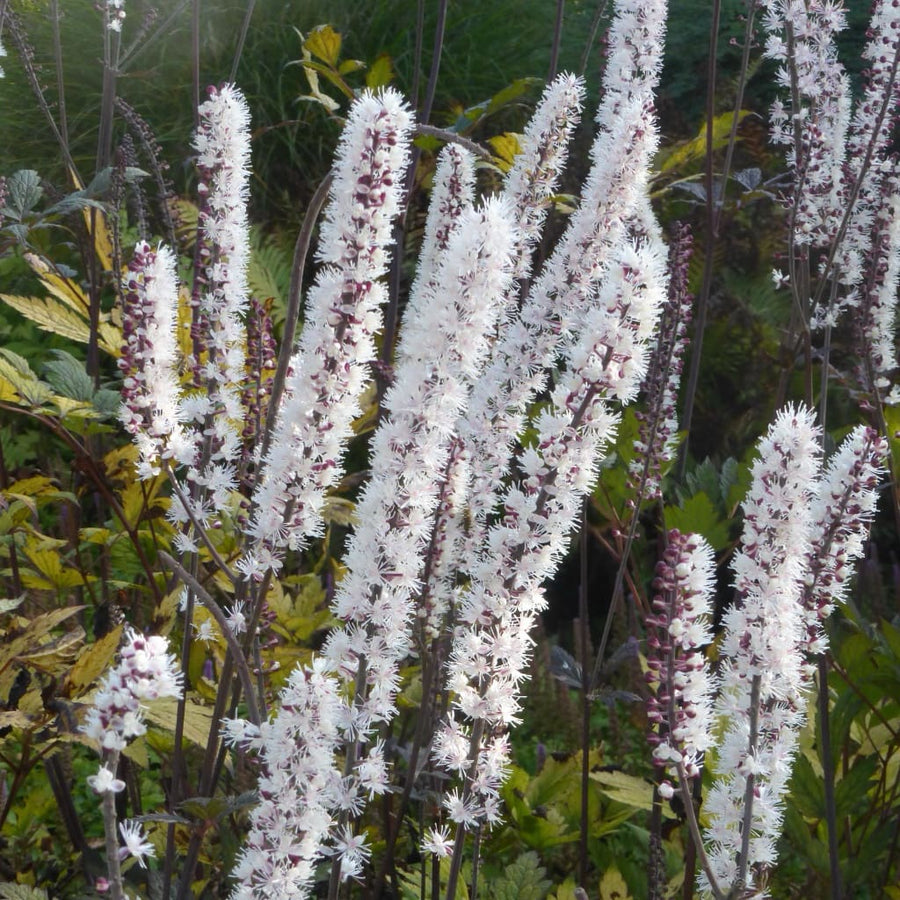 Actaea simplex 'Atropurpurea'