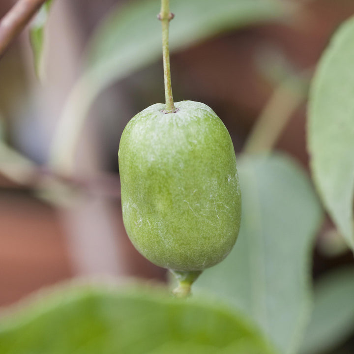 Frucht der Actinidia arguta 'Issai' 