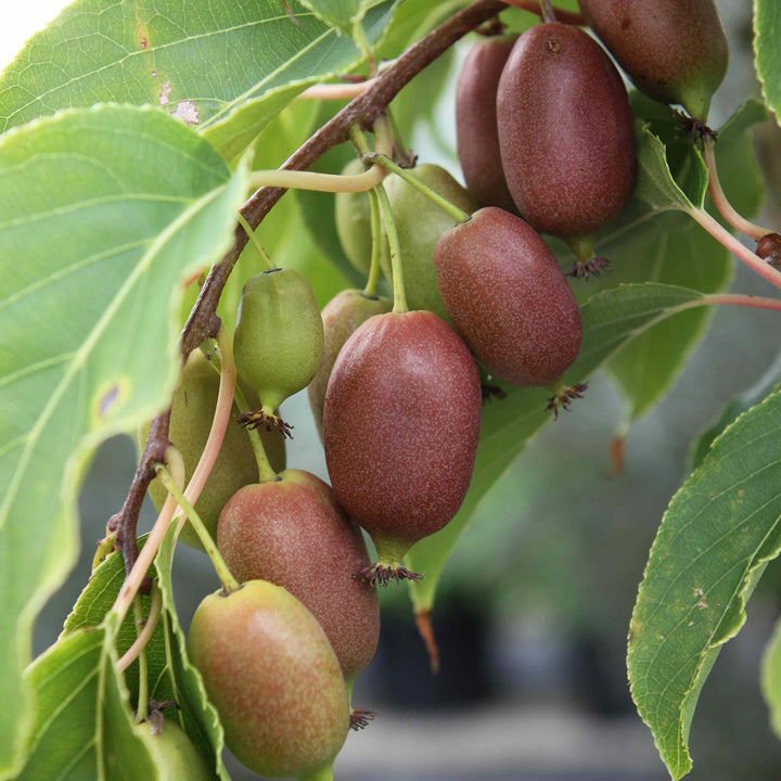 Actinidia arguta 'Red Jumbo'