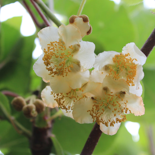 Actinidia arguta 'Weiki'®