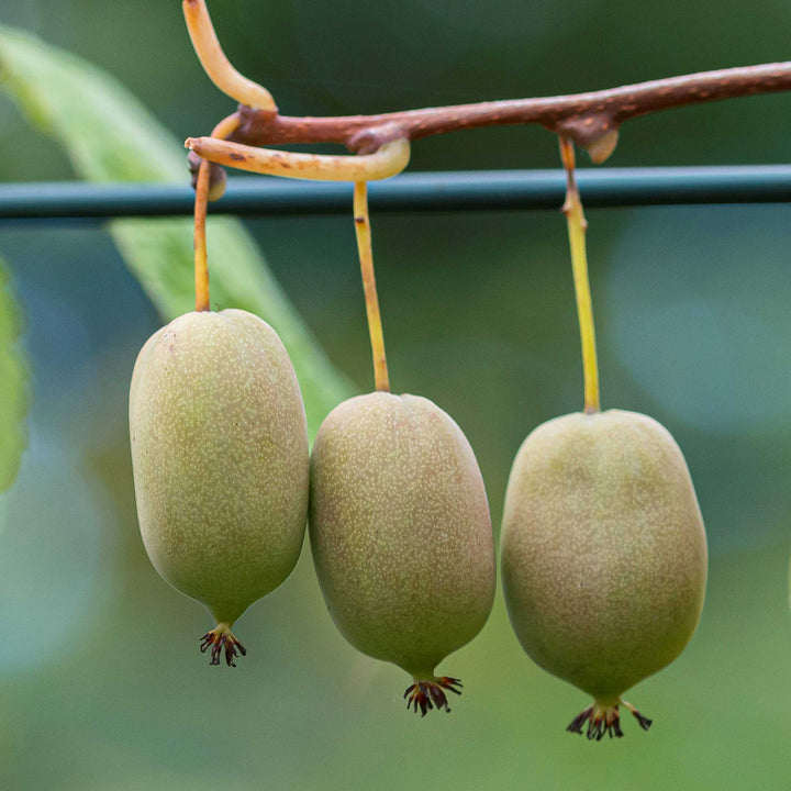 Actinidia arguta