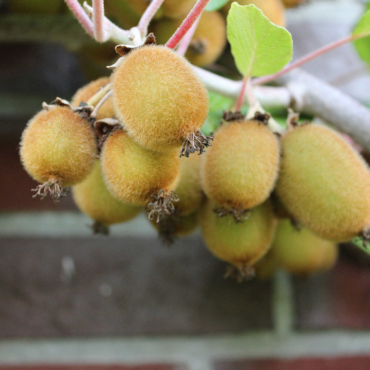 Actinidia chinensis 'Boskoop'