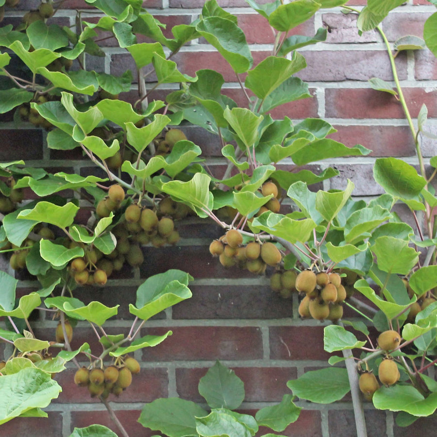 Actinidia chinensis 'Hayward'