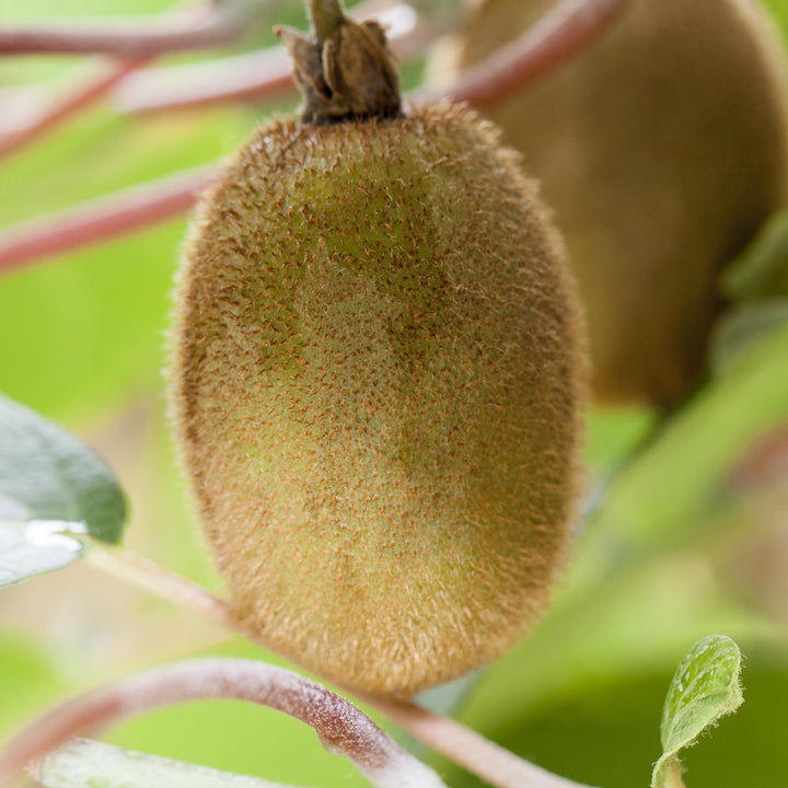 Frucht der Actinidia deliciosa 'Jenny'