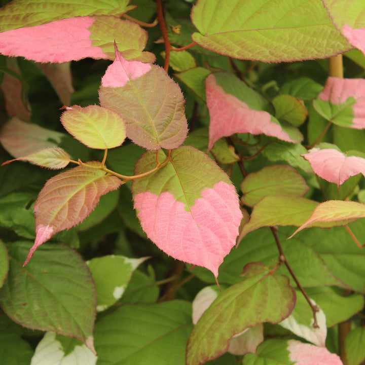 Actinidia kolomikta