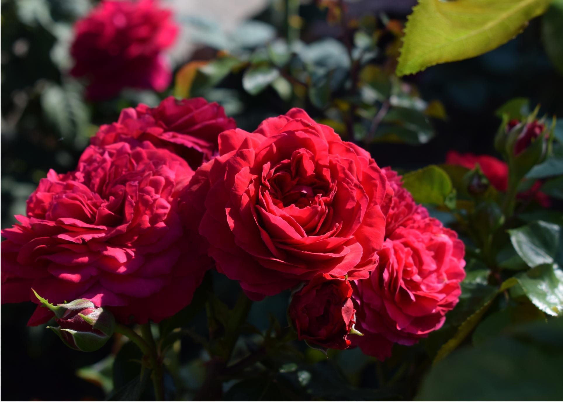 ADR Rose mit pinken Blüten