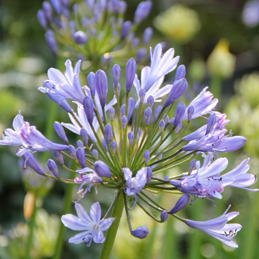 Agapanthus Summer Love™ Blue ®