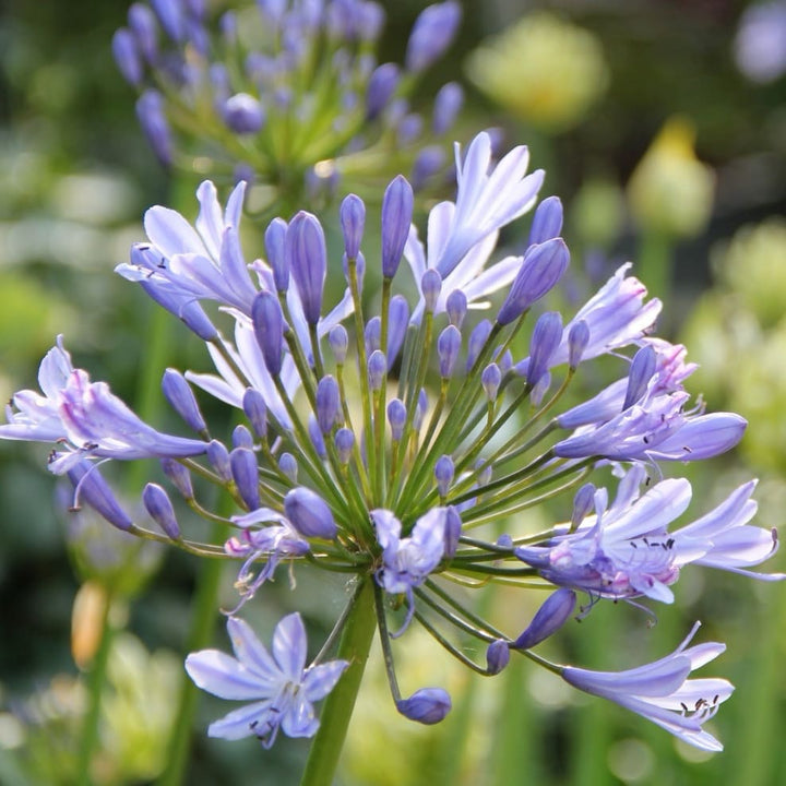 Agapanthus Summer Love™ Blue ®