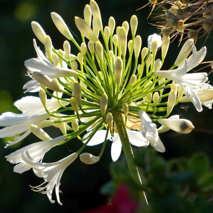 Agapanthus Summer Love™ White ®