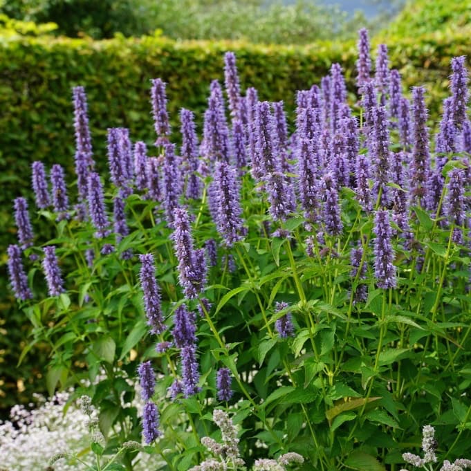 Agastache rugosa 'Blue Fortune'